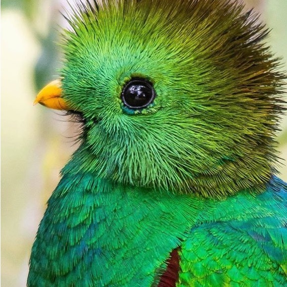 CeCe L'amour Women's Size M faux-Fur Houndstooth-Print Jacket, Black, NWOT - Picture 7 of 7